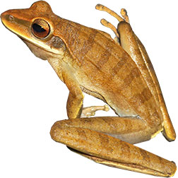 Gladiator Tree Frogs